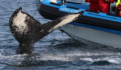 GG2 Big Whale Safari & Puffins