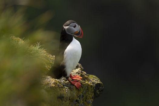 VESTMANNÆYJAR | PRIVATE PHOTO-TOUR
