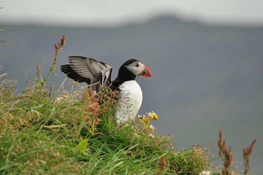 Puffins and Pirates ATV Tour — photo 4