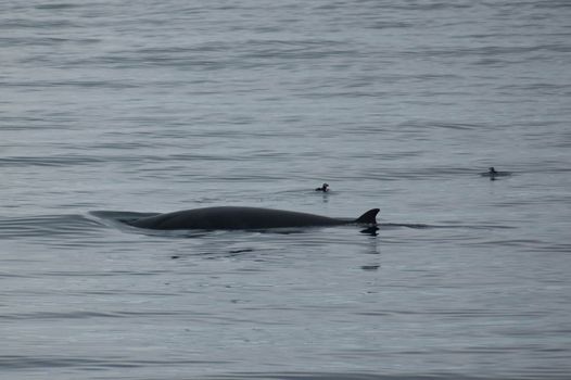 Reykjavík Whales & Puffins — photo 4