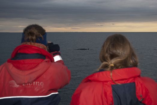 Reykjavík Classic Whales in the Midnight Sun — photo 16