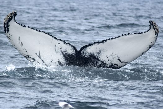 Akureyri Classic Whale Watching — photo 3