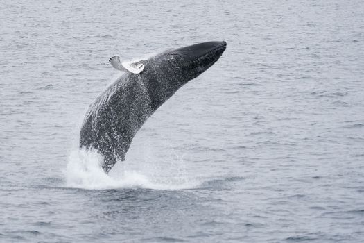 Whale Watching Cruise from Reykjavík — photo 4
