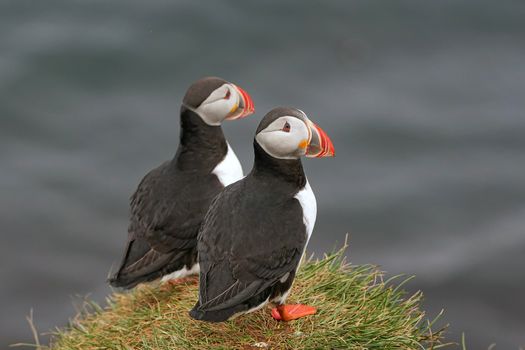 Iceland: Private Westman Islands - Volcano, Wildlife & Scenic Views — photo 2