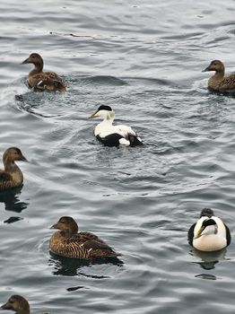 Exploring Djúpivogur - Nature and wildlife — photo 5