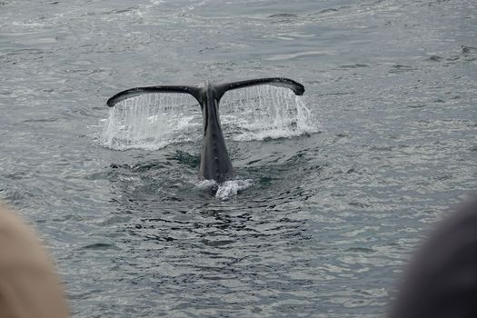 Whale watching - Downtown Reykjavík — photo 14
