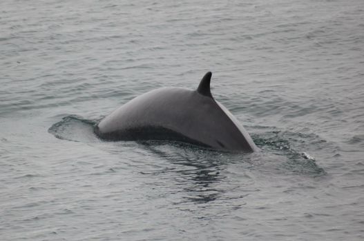 Reykjavík Whales & Puffins — photo 3