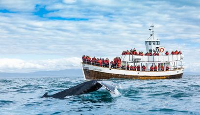 Silent Whale Watching (Carbon-Neutral)