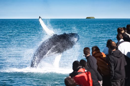 Húsavík Original Whale Watching — photo 6