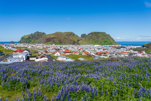 Iceland: Private Westman Islands - Volcano, Wildlife & Scenic Views — photo 4