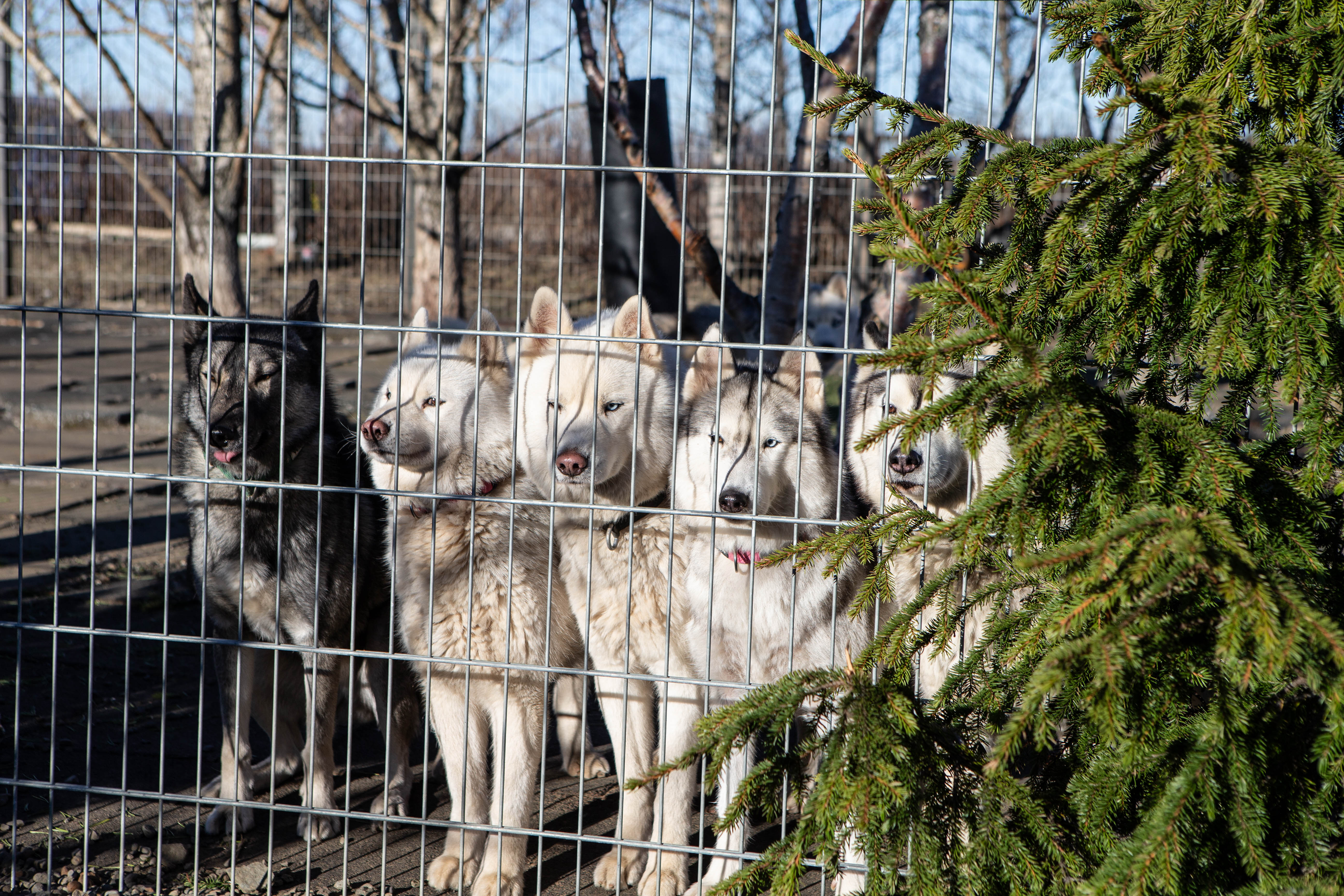 Husky Park - Kennel Visit