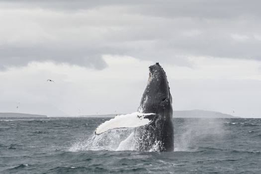 Akureyri Classic Whale Watching — photo 5