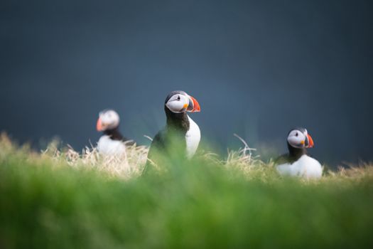 Whales and Puffins — photo 5