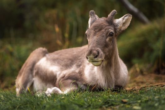 Seyðisfjörður: Puffins, Reindeer & Eastfjords Tour — photo 11