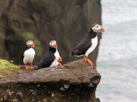 Puffin Watching Yacht Cruise from Downtown Reykjavík – Small Group Experience — photo 3