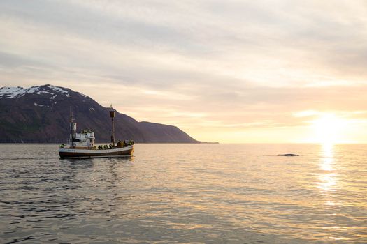 Midnight Sun Whale Watching from Húsavík — photo 7