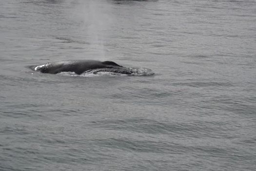 Whale Watching & Dolphin Yacht Cruise — photo 11