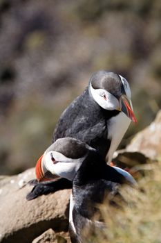 BIRD WATCHING - puffins and more — photo 3