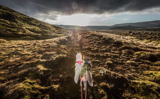 Hiking with Siberian Huskies