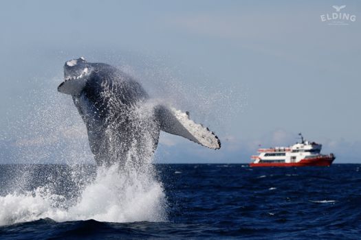 Reykjavík Premium Whale Watching — photo 12