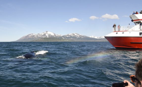 Akureyri Classic Whale Watching — photo 4