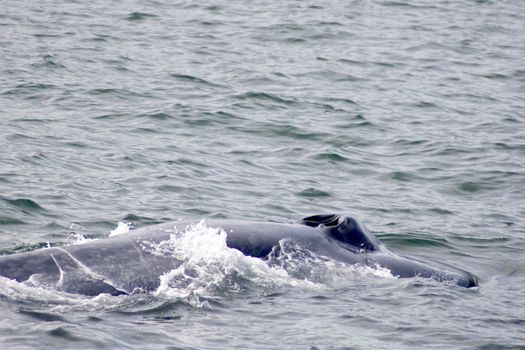 Express Whale Watching From Dalvík — photo 3