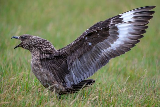 Ingólfshöfði Puffin Photo Tour — photo 4