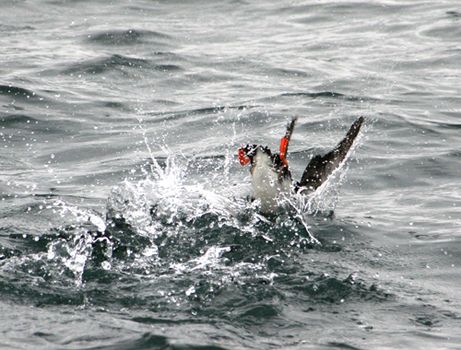 Puffin Express — photo 4