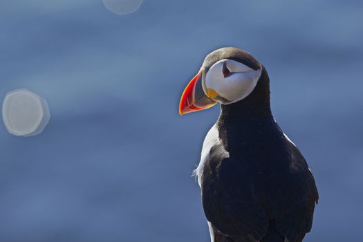 Puffin Express — photo 10