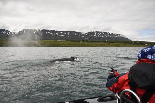 Akureyri Express Whales & Eyjafjord — photo 3