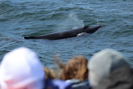 Reykjavík Whales & Puffins — photo 11