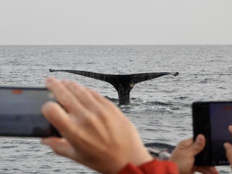 Reykjavík Premium Whales in the Midnight Sun — photo 25