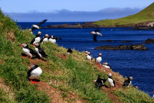 Seyðisfjörður: Puffins, Reindeer & Eastfjords Tour — photo 19