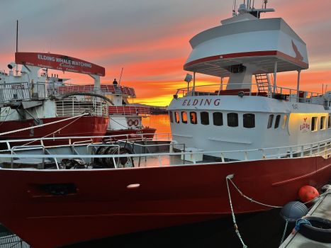 Reykjavík Classic Whales in the Midnight Sun — photo 22