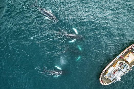 Whale Watching and Sea Angling Tour — photo 6