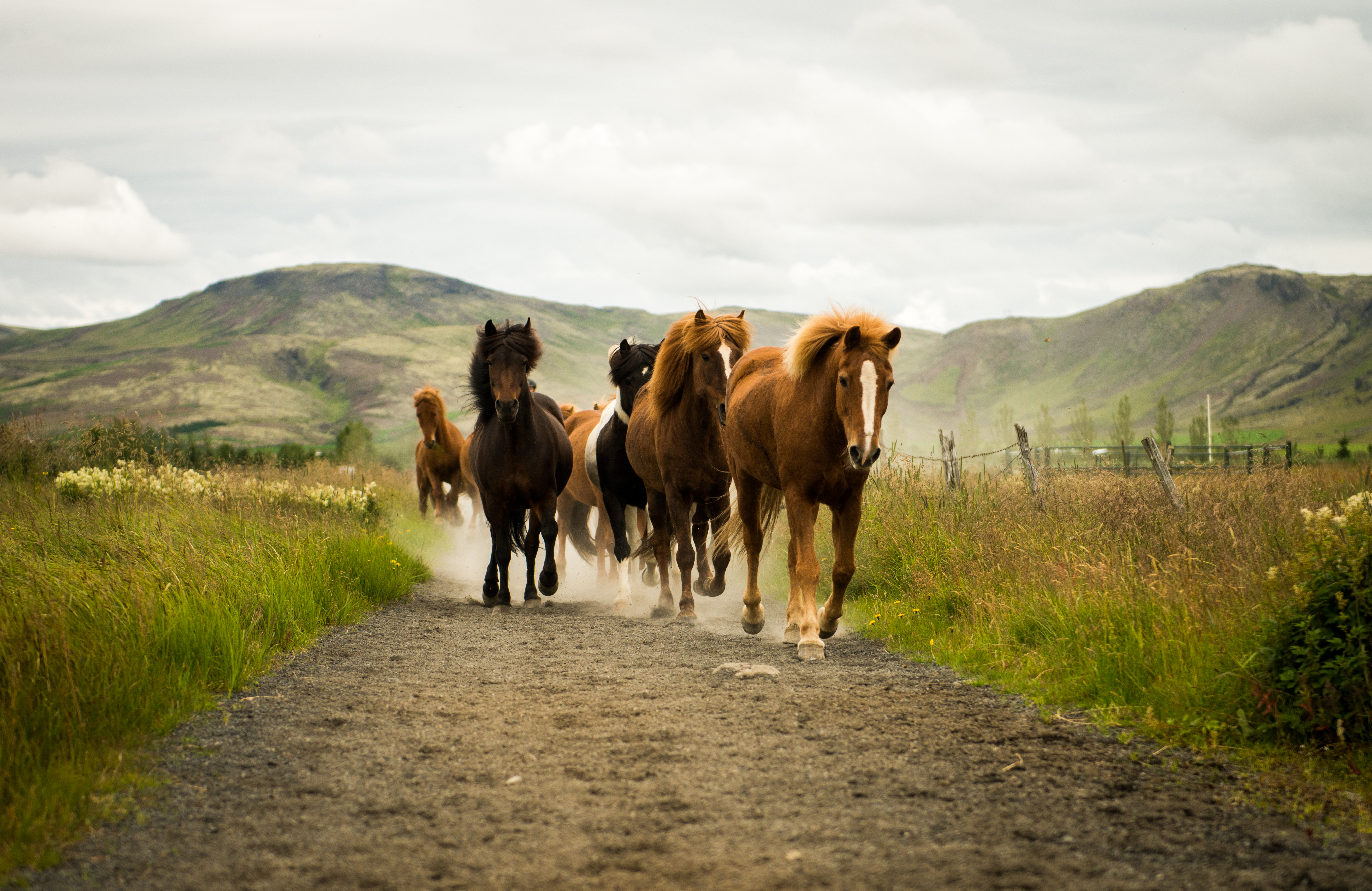 Hot Spring Valley Horse Riding Tour – Reykjadalur