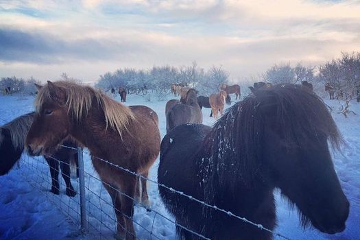 Golden Circle & Friðheimar Experience: Private Farm & Wonder Tour — photo 7