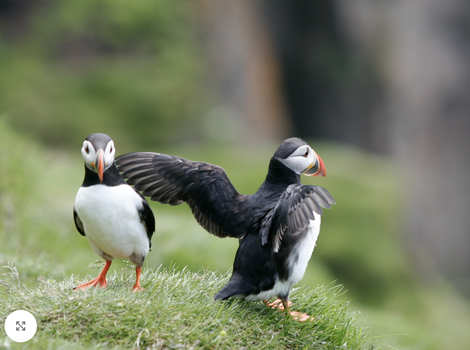 Reykjavík Whales & Puffins — photo 13