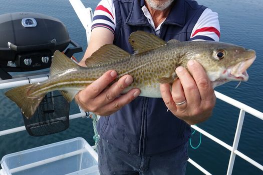 Reykjavik's Finest Catch: Guided Sea Angling Tour for All Levels — photo 3