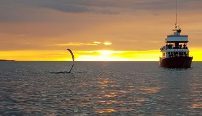 Reykjavík Classic Whales in the Midnight Sun