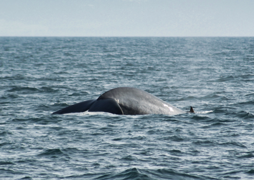Húsavík: Small-Family Run, Responsible Whale Watching — photo 30