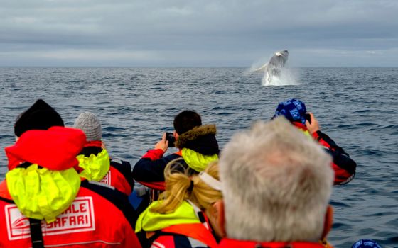 Reykjavík Premium Whale Watching — photo 3