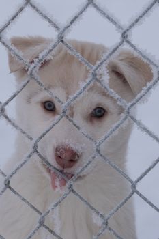 Siberian Husky Dog Sledding — photo 17