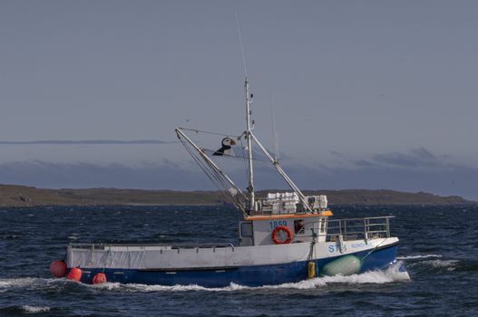 Grímsey Wildlife Tour — photo 2