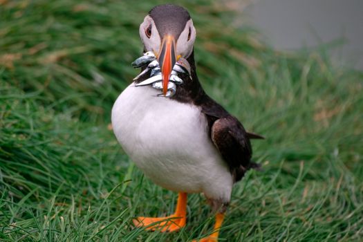 Ingólfshöfði Puffin Tour — photo 20