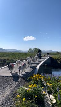 Husky Cart Ride — photo 2