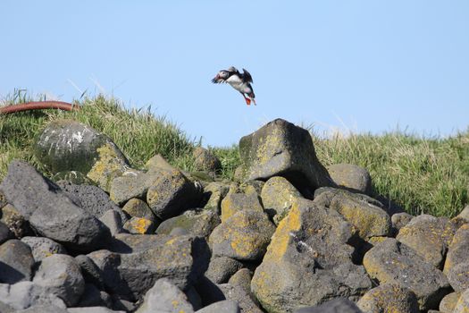 Premium Puffin Tour — photo 11