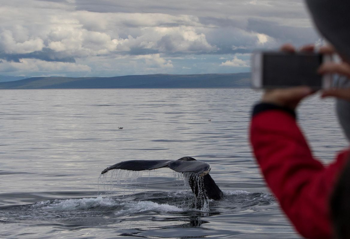 Whale Watching Hólmavík - Westfjords, photo 5 of 9