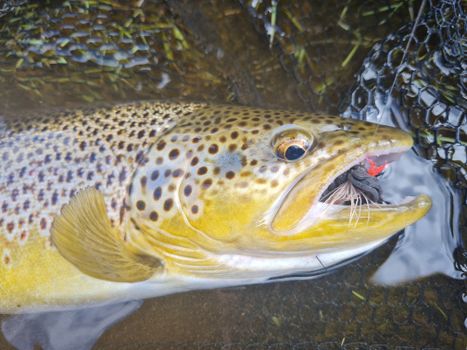 Fishing Day Tour From Akureyri, Husavik or Myvatn