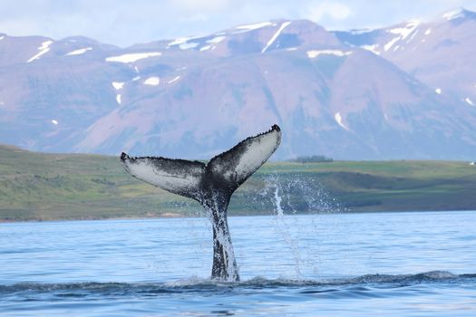 Akureyri Express Whales & Eyjafjord — photo 16